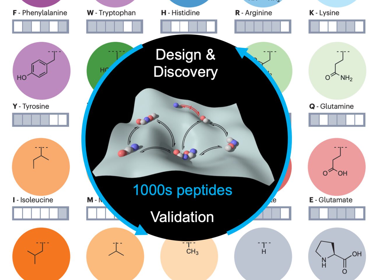 Molecular structures and text highlighting peptide design and validation, surrounded by amino acid symbols in various colored circles.