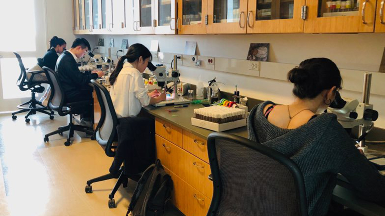 Researchers looking through microscopes in the Shafer Lab