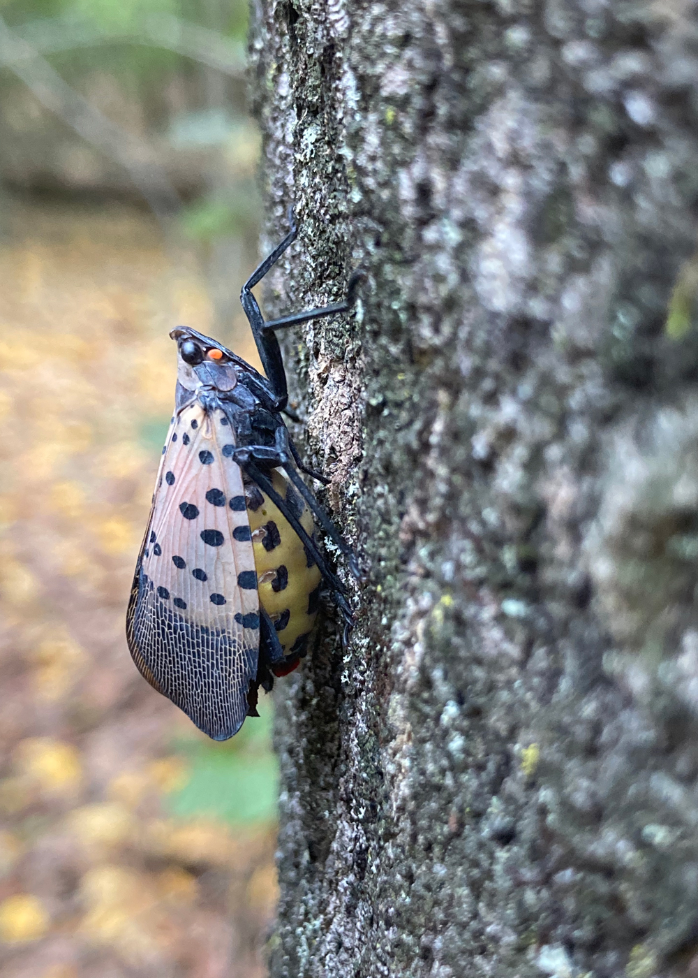 Close up of a lantern fly