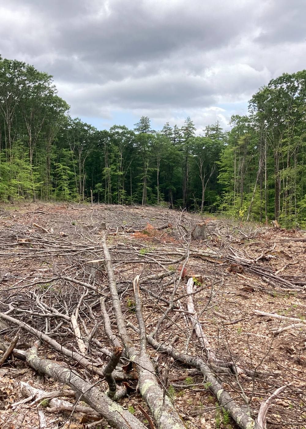 Trees knocked down and forest in distance