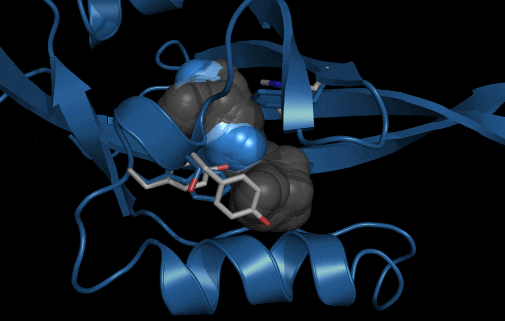 Using protein engineering methods, CUNY ASRC researchers and collaborators redesigned the cavity of the HIF-2(alpha) protein to examine the effects of shrinking the internal cavity found in the native protein (grey) to a smaller version (blue). Studies on the resulting variant give insights into understanding how the native protein is controlled by the binding of ligands, including new HIF-2(alpha) inhibitors currently in clinical trials.