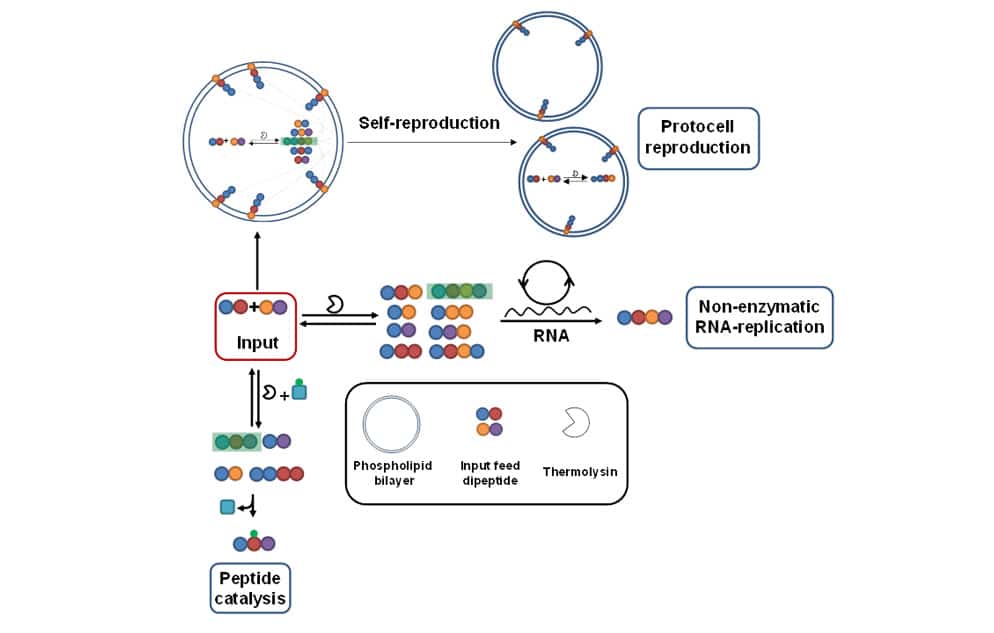 Schematic representations of a dynamic peptide library for selection in tandem with protocell reproduction, RNA replication and peptide catalysis. (The legend shows various notations) (Sequences highlighted in green show the amplified sequences)