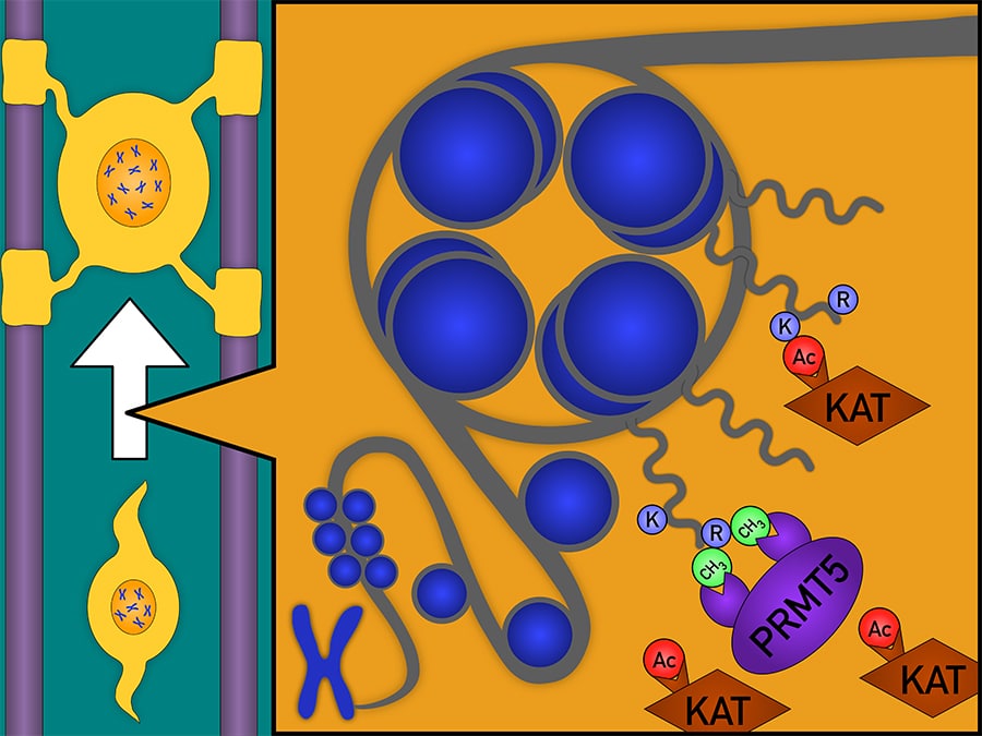 illustration of PRMT5 molecule