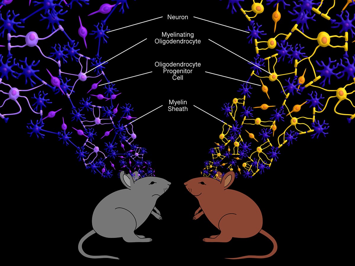 rendering of mice illustrating effect of glial cells on social stress