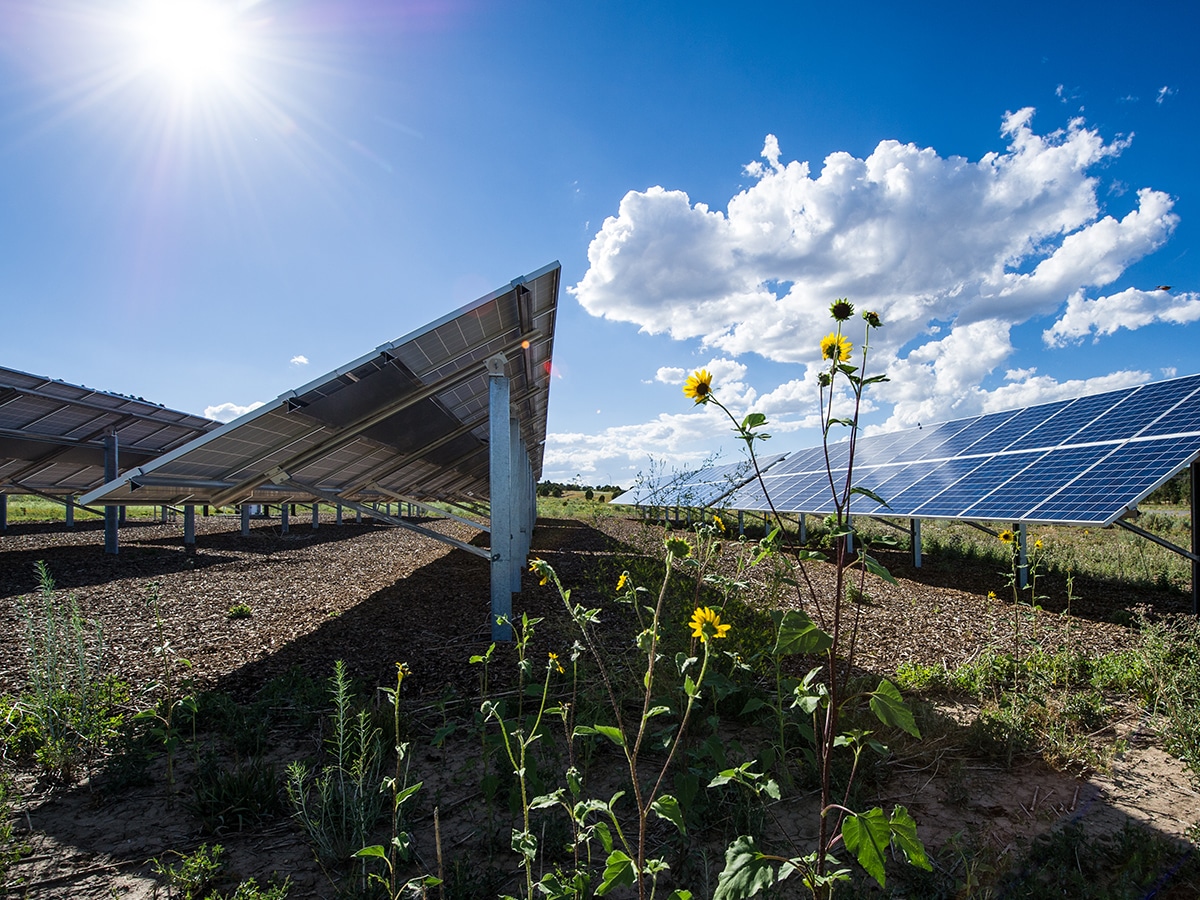 solar panels under a blue sky with flowers in the foreground