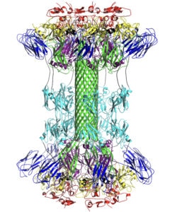 multicolor illustration of atomic-scale component of c. diff toxin