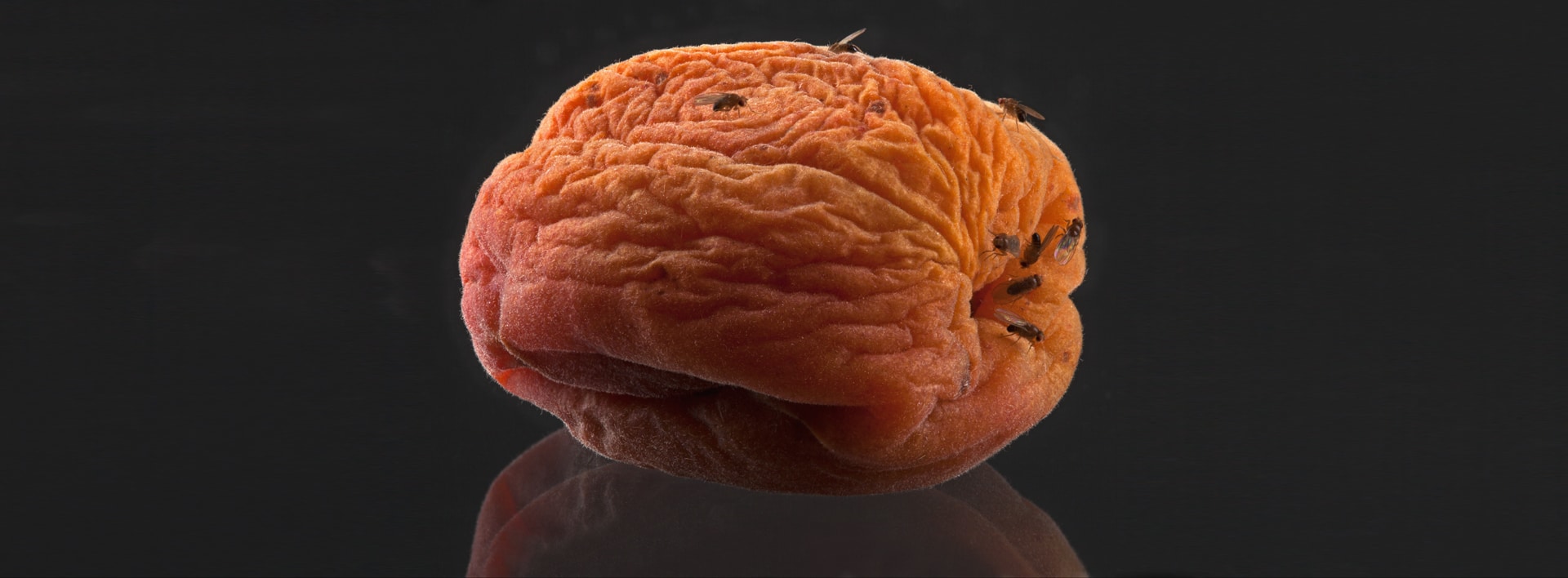 Fruit flies on a rotting wrinkled peach