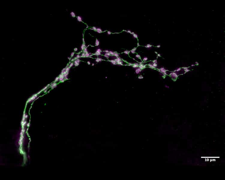 rendering of clock neurons