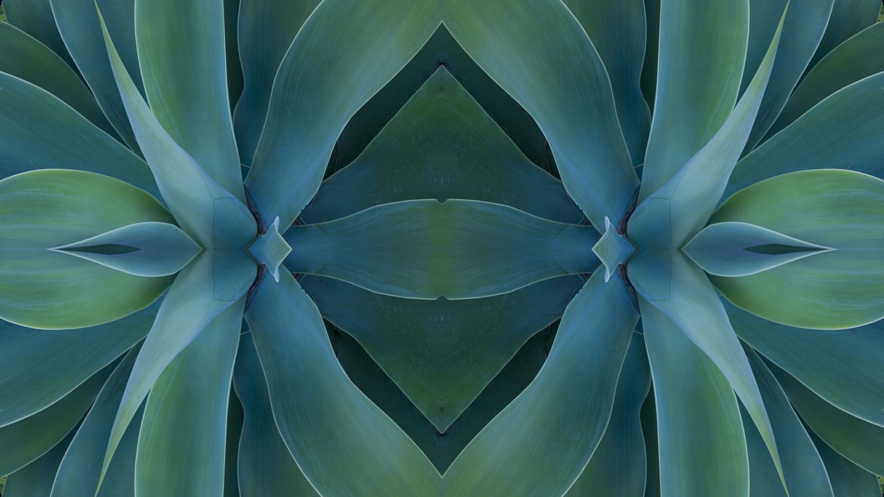 symmetrical ferns