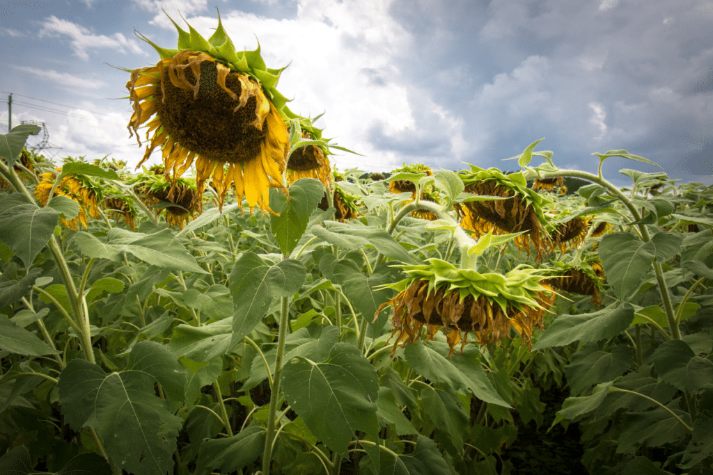 drooping sunflowers