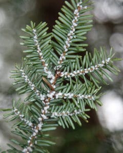 an eastern hemlock tree branch infested with woolly adelgids