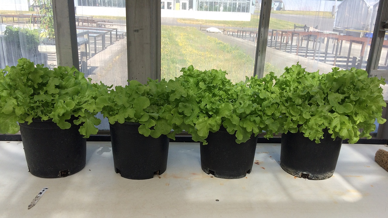 a row of pots containing green, growing lettuce in the window of a greenhouse