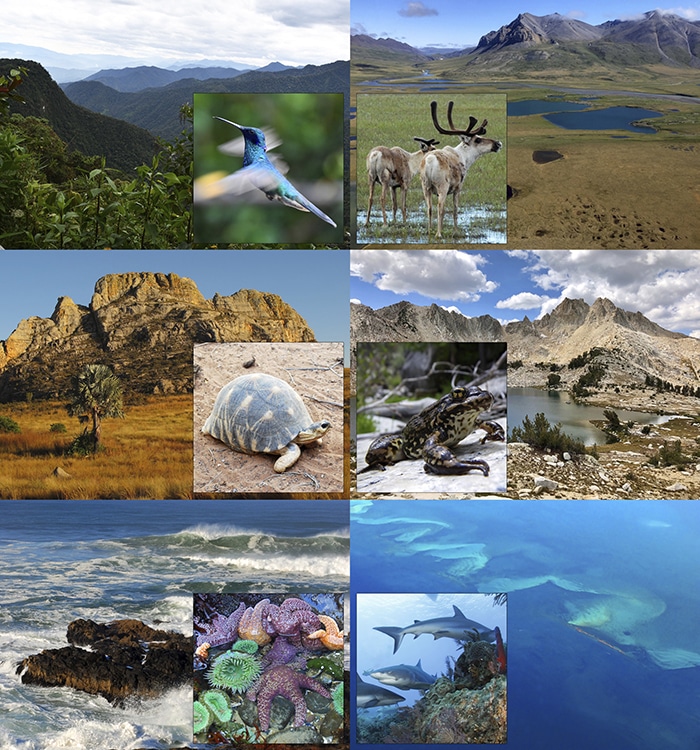 various images of wildlife with their corresponding environments