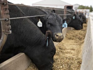 Angus Beef Cattle
