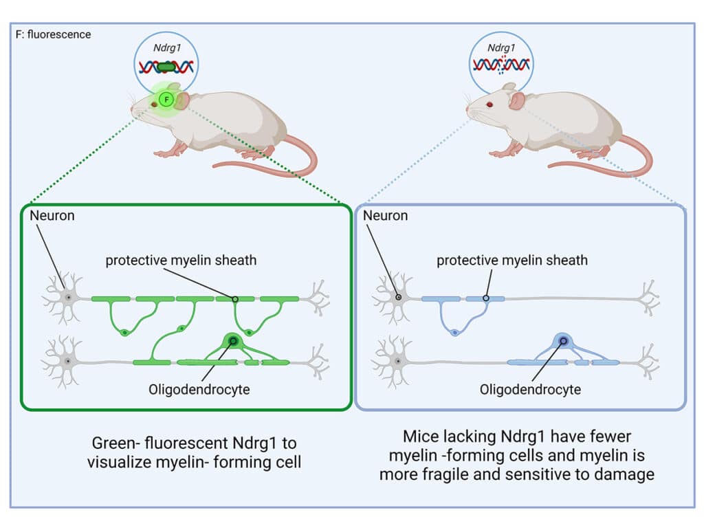 digital rendering showing the effect of the NDRG1 protein on the myelin sheath