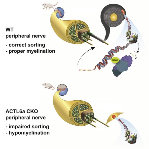 An illustration of ACTL6a