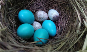 A photo of brown headed cowbird and American robin eggs in a nest. 