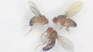 A picture of three fruit flies