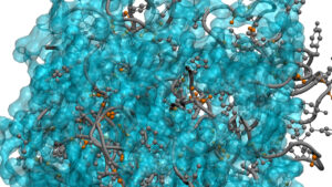 Peptide ensembles as seen in a molecular dynamics simulation, with the water-peptide interface shown as a transparent surface.