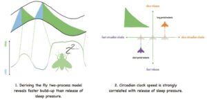 Illustration describing fly sleep