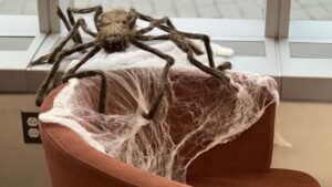 A large, hairy, fake spider with red eyes perched on a chair covered in white webbing near a window.