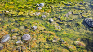 Rocks and algae are visible underwater, with various textures and colors contrasting against the clear water.