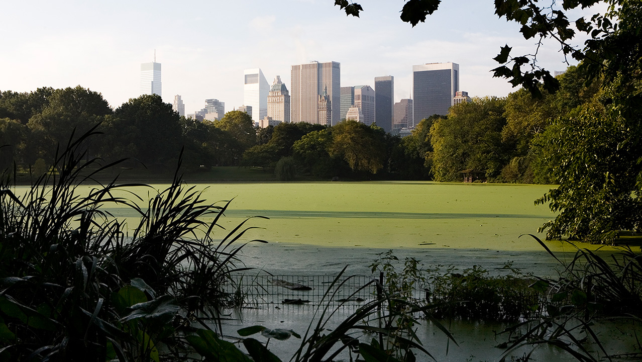 Tall skyscrapers of a city skyline rise above a green, algae-covered pond surrounded by foliage in a park.