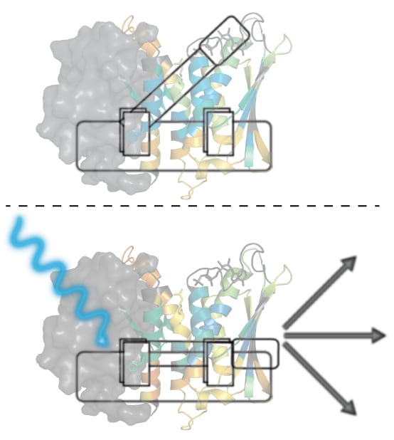 illustration: EL346 protein affected by blue light