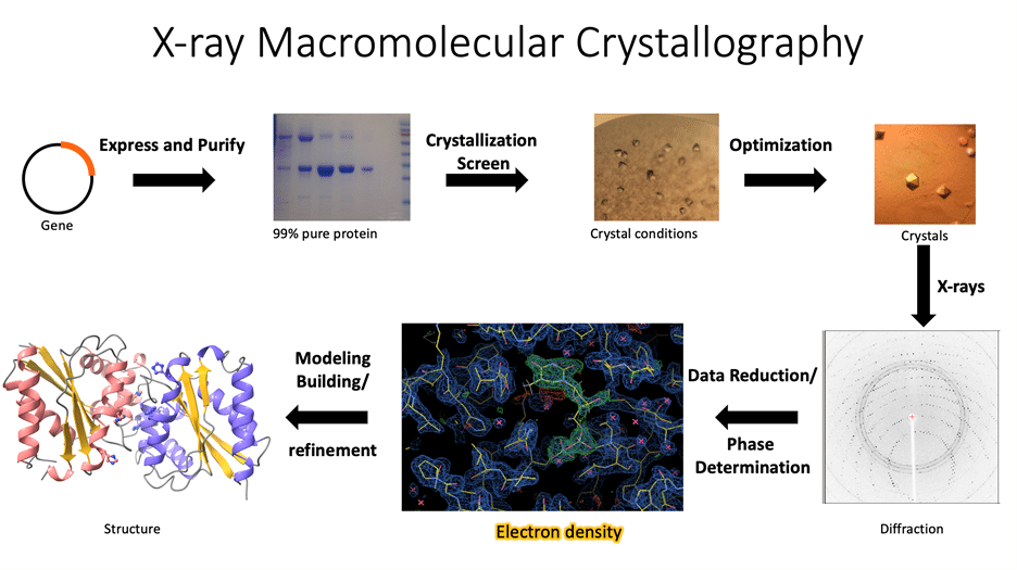 diagram: process of x-ray macromolecular crystallization