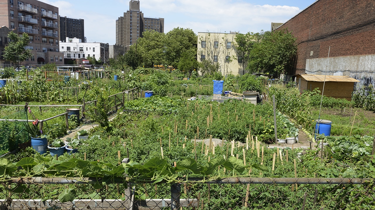 photo of an urban vegetable/food garden